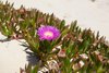 Purple flower