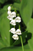 white bells