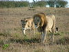Walking lions