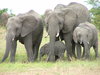 Elephant family
