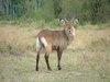 Waterbuck
