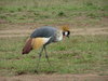 Crowned Crane