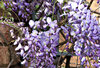 wisteria cascades,