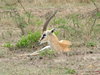 Thompson's gazelle