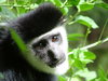 Colobus Monkey