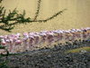 Flamingos