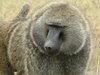 Baboon