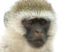 Vervet Monkey