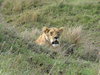Lioness