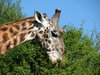 Giraffe Feeding
