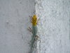 Lizard