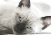 Moody Kitten