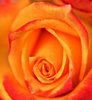 rose on fire