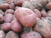 farm potatoes