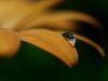 World in a drop