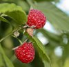 Raspberries