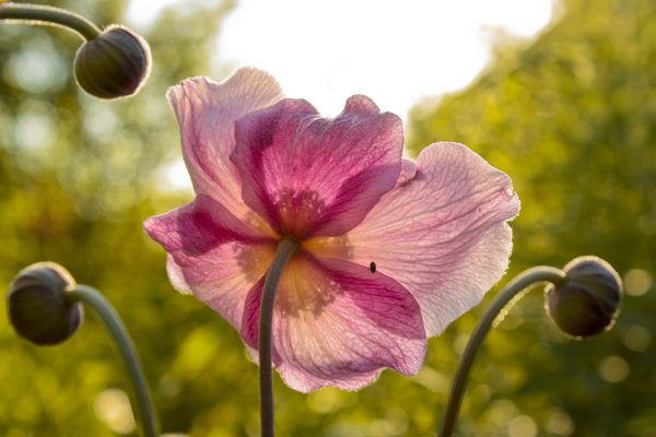 Flower: Flower