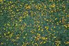 Bird's foot trefoil