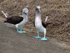 piqueros - blue footed boobies