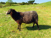 On the moors - black sheep