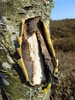 A walk on the moors