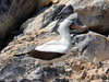 Masked booby