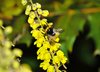 Bumblebee
