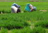 Planters in the Paddy field