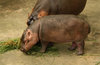 Hippo calf