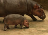 Hippo calf