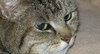 Emil the Cat 1