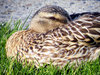 Duck 3