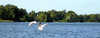 Black-headed gulls