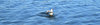 Black-headed gulls