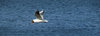 Black-headed gulls