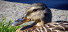 Duck 1