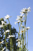Marguerite