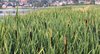 Bulrush