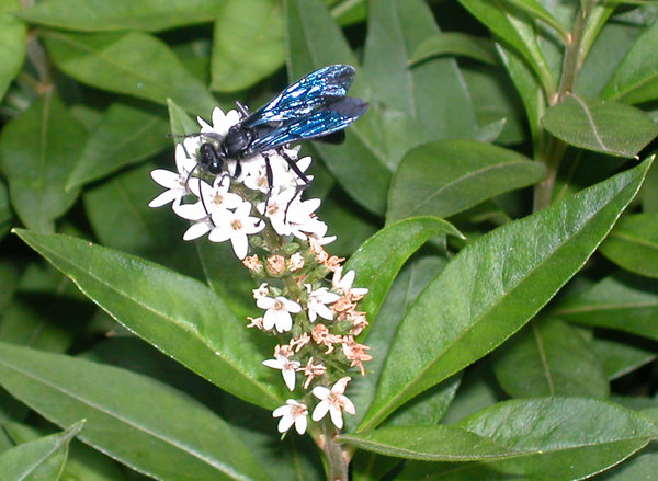 BLUE FLY ON LOOSESTRIFE: BLUE FLY(?) ON GOOSE NECK LOOSESTRIFE