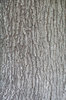 TEXTURE, MAPLE-FLASH