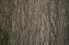 TEXTURE, WILLOW OAK