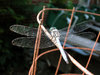 DRAGONFLY ON WIRE