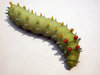 CECROPIA LARVAE 5