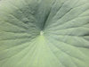 LOTUS LEAF TEXTURE