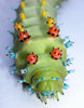 CECROPIA LARVAE 1
