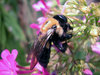 BUMBLEBEE ON PHLOX