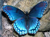 LIMENITIS BUTTERFLY