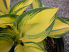 HOSTA, REMEMBER ME