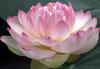 LOTUS,  MRS. PERRY SLOCUM