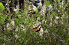 THREE BUTTERFLIES